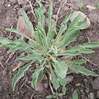 Penstemon eriantherus